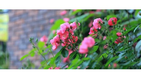 蔷薇盛放，映衬郡园风采——百米围墙的初夏之美！
